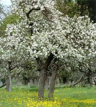 Kirschbaum